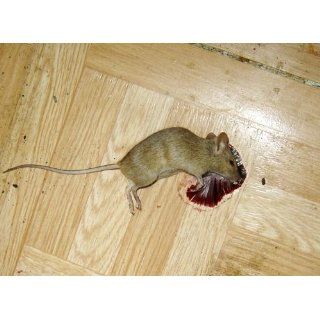 VICTOR Easy Set Mouse Trap   2Pk  Rodent Traps  Patio, Lawn & Garden