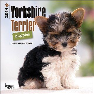 Kalender 2014 Yorkshire Terrier Welpen   Browntrout Haustier
