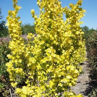 Sulen Goldulme 'Wredei'   Ulmus carpinifolia 'Wredei' 60 100 cm, Garten