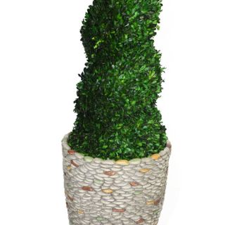 Laura Ashley Home Tall Preserved Spiral Boxwood Round Tapered Topiary