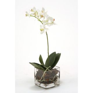 Distinctive Designs Waterlook Mini Phalaenopsis Orchid in Vase (Set of