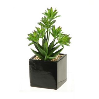 Silks Mini Dracaena and Aloe in Square Ceramic Planter   17113865