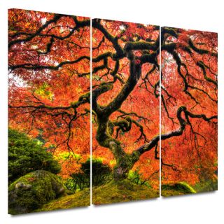 Darby Home Co Japanese Maple Tree 3 Piece Photographic Print on