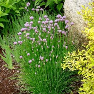 Bonnie Plants 4.5 in. Chives 151