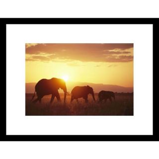 Roy Toft A family of African elephants walk at sunrise sunset Framed