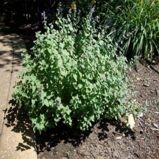 OnlinePlantCenter 1 Gal. Walker's Low Catmint Plant N948CL