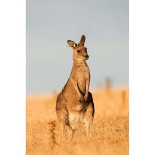 Eastern Grey Kangaroo portrait during sunset Poster Print by Martin Zwick (12 x 18)
