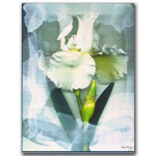 Trademark Fine Art 18 in. x 24 in. Sheer White Iris Canvas Art KM016 C1824GG