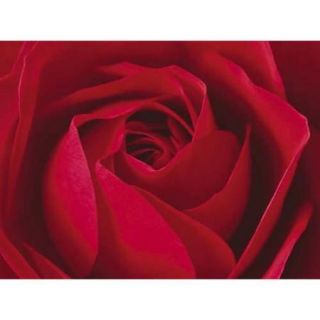 L'Important, c'est la Rose Poster Print by Photography Collection (19 x 15)