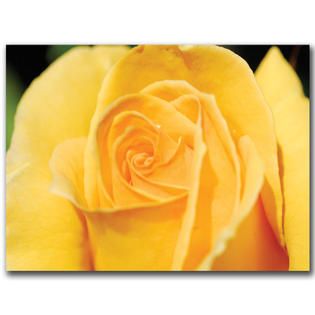 Trademark Fine Art Kurt Shaffer Yellow Rose Close Up  Canvas Art