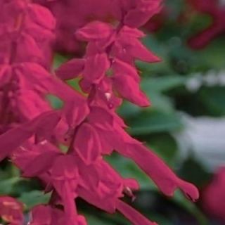 Southern Living Plant Collection 2 Gal. Saucy Wine Salvia 54072