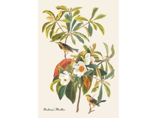 Buy Enlarge 0 587 03553 6C12X18 Bachmans Warbler  Canvas Size C12X18