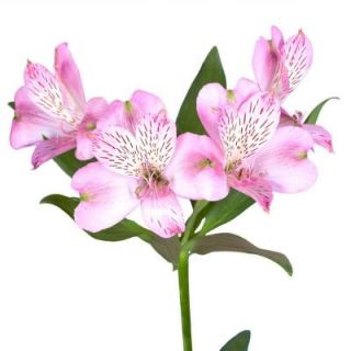 Pink Alstroemeria Flowers (80 Stems   320 Blooms) Includes  alstroemeria pink 80