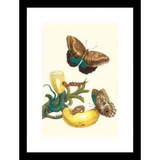 Buyenlarge Banana Plant with Teucer Giant Owl Butterfly and a Rainbow Whiptail Lizard Framed Graphic Art