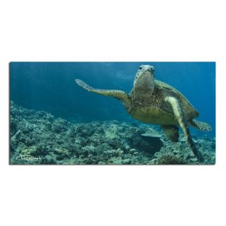 Maui Turtle Stony by Chris Doherty Oversized Wrapped Canvas Wall Art