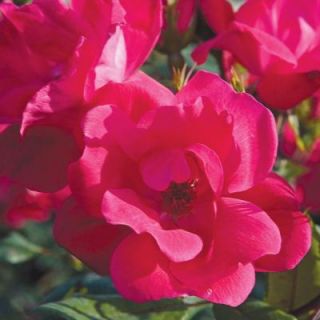 Knock Out Rose 1 Gal. Red Knock Out Rose 71111