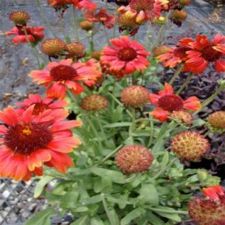 OnlinePlantCenter 1 gal. Burgundy Blanket Flower Plant G1818CL