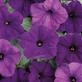 Wave 6 in. Blue Easy Wave Petunia DISCONTINUED 0883201