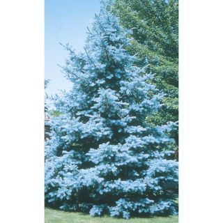 5.98 Gallon Bacheri Blue Spruce (LW02136)