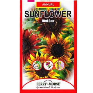 Ferry Morse Sunflower Red Sun Seed 1569