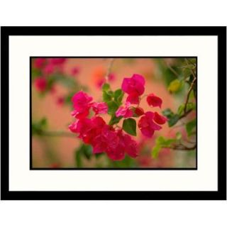 Great American Picture Florals Bougainvillea Framed Photographic Print