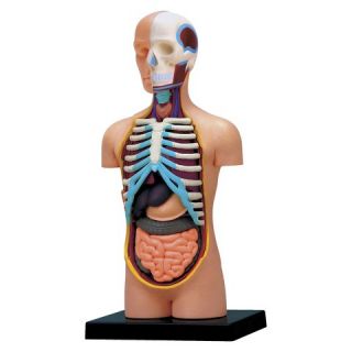 4D Master Human Torso Anatomy Model