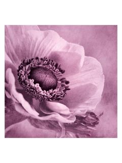 Anemone Rose (Unframed Print) by Epic Art