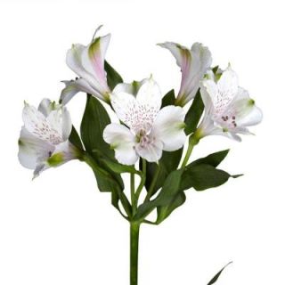 Globalrose White Alstroemeria Flowers (100 Stems   400 Blooms) Includes  alstroemeria white 100